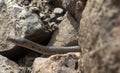 ÃÂ Yellow Spotted Keelback snake close up of juvenile snake hiding in rocks around water bodies